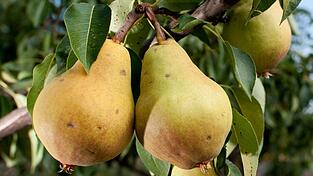 Birne, Magnolie oder doch lieber ein anderer Baum? Bei der Aktion „Der geschenkte Baum“ können Gartenbesitzer unter sechs verschiedenen Obstsorten und fünf Laubbaum-Arten wählen.