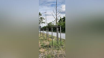 Die Eschen an der Ostumgehung sind durch die häufigen Trockenperioden stark geschwächt. Die Eschen an der Ostumgehung sind durch die häufigen Trockenperioden stark geschwächt.
