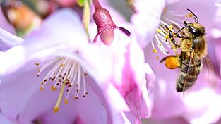 Mancherorts bl&uuml;ht es schon - aber der Winter ist noch nicht ganz vorbei.