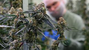 Seit 2017 kann medizinisches Cannabis in Deutschland legal verschrieben werden. (Symbolbild) Seit 2017 kann medizinisches Cannabis in Deutschland legal verschrieben werden. (Symbolbild)