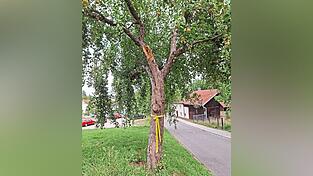 Ein gelbes Band signalisiert: Hier darf beim Obst zugegriffen werden. Ein gelbes Band signalisiert: Hier darf beim Obst zugegriffen werden.