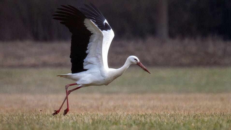 Neben Staren sind auch St&ouml;rche aus ihren Winterquartieren zur&uuml;ck. Diese &uuml;berwintern zum Teil inzwischen aber auch in Bayern. (Archivbild)