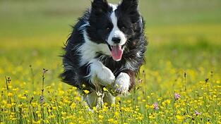 Tier&auml;rzte schlagen Alarm und sehen Haustiere durch strengere Antiobiotika-Regeln in Gefahr.