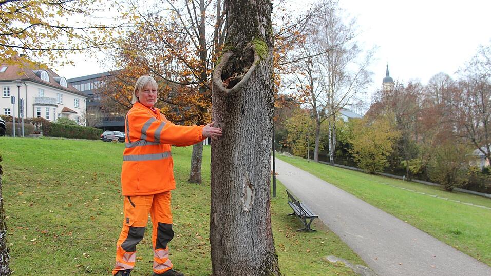 Baumkontrolleurin Waltraud Schmelmer freut sich, dass sich dieser Spitzahorn wieder erholt. Er hat verst&auml;rkt Holz aufgebaut.