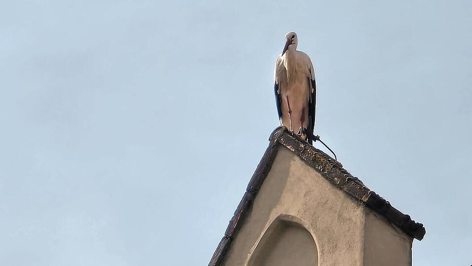 Ein seltener Gast auf dem Rathaus: Dieser Storch machte am Montagmittag Halt in der Stadtmitte.