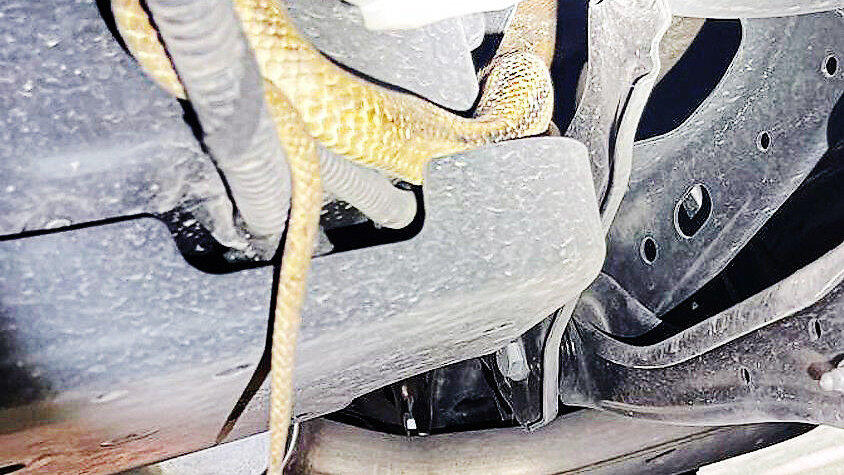 Unterm Radkasten hatte das Tier offenbar Schutz gesucht und reiste so von Süditalien nach München. Unterm Radkasten hatte das Tier offenbar Schutz gesucht und reiste so von Süditalien nach München.