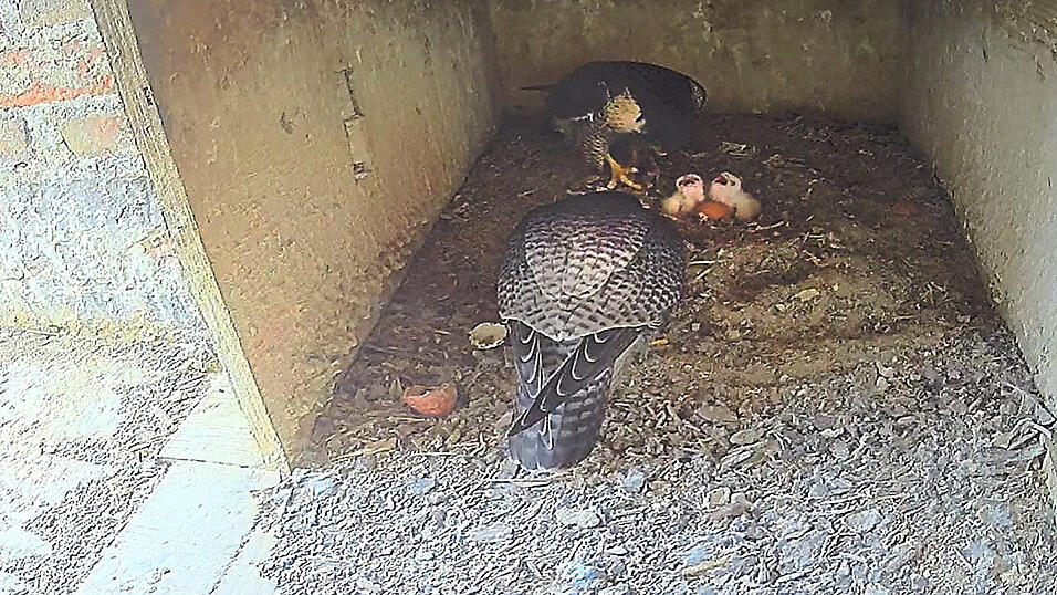 Wer lang genug bei der Webcam zuschaut, sieht auch manchmal die Falkenk&uuml;ken. Denn noch werden sie von ihrer Mutter und ihrem Vater gehudert, also unter dem eigenen K&ouml;rper und den Fl&uuml;geln gew&auml;rmt.