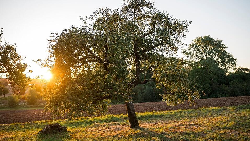 In diesem Jahr herrscht vielerorts in Bayern Freude über eine gute Apfelernte. (Archivbild)