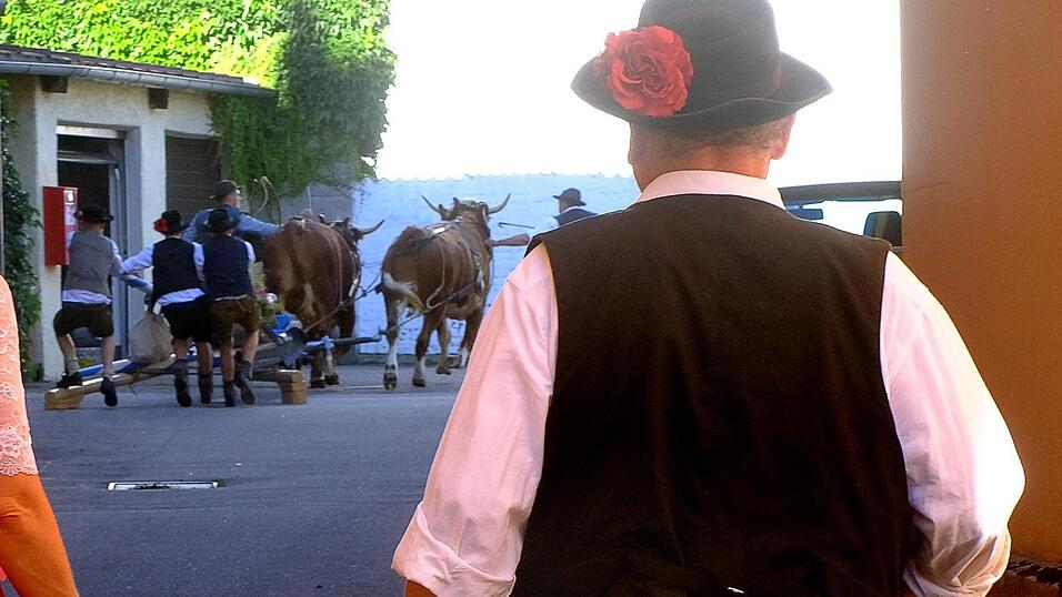 Da konnte Stocker nur noch zuschauen: Bekannte und sein Neffe Sebastian hatten jedoch alles im Griff und die Ochsen schnell wieder beruhigt.