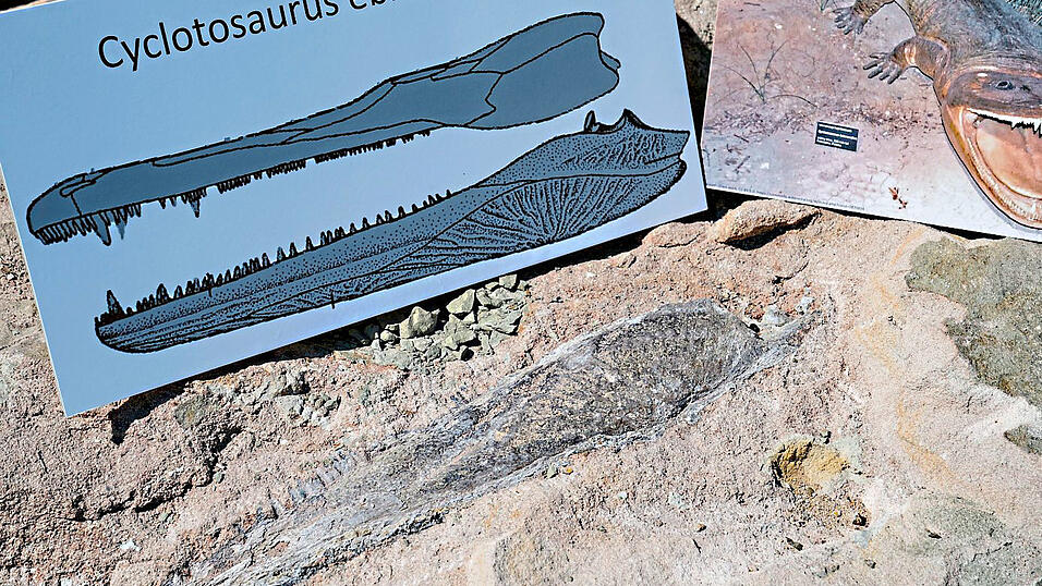 Furchteinfl&ouml;&szlig;end: der Mastodonsaurus. Der Unterkiefer so eines Urzeitlurchs ist in Franken entdeckt worden (unten).