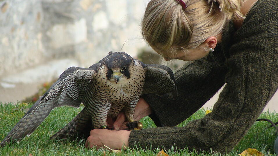 Falkner gibt es schon seit etwa 3500 Jahren.