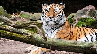 Tigerkater Manu hat im Zoo Landau ein neues Zuhause gefunden. Tigerkater Manu hat im Zoo Landau ein neues Zuhause gefunden.