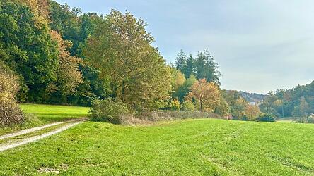 Am 16. Oktober hatte ein Spaziergänger in diesem Waldstück am Dieberg, unweit vom Drachensee entfernt, die sterblichen Überreste entdeckt. Am 16. Oktober hatte ein Spaziergänger in diesem Waldstück am Dieberg, unweit vom Drachensee entfernt, die sterblichen Überreste entdeckt.