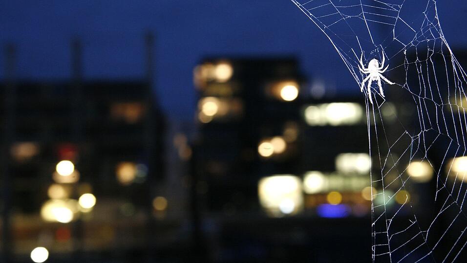 Eine Br&uuml;ckenspinne in ihrem Netz in der HafenCity in Hamburg (Illustration)