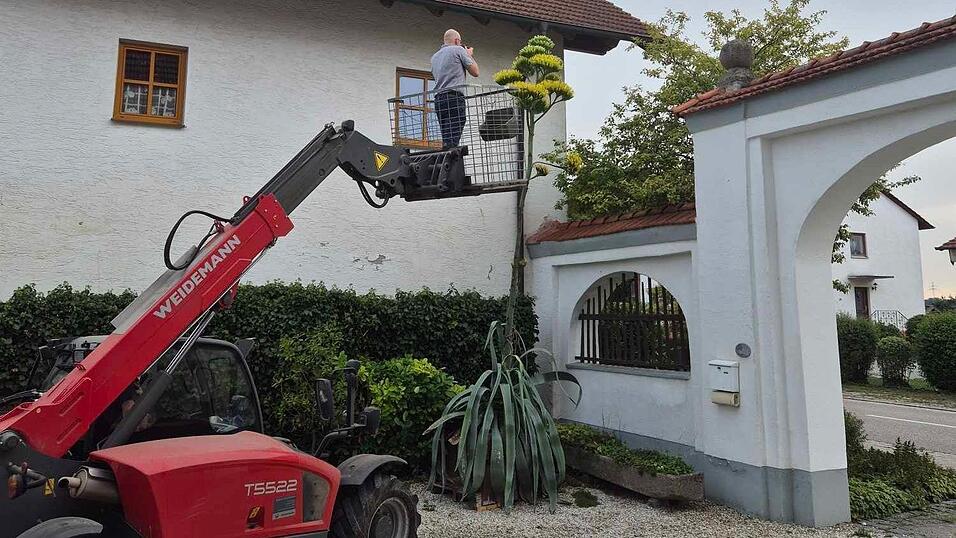 Wer nah an der Blüte sein will, muss schwindelfrei sein. Wer nah an der Blüte sein will, muss schwindelfrei sein.