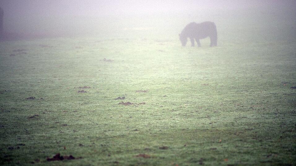 Weil sie ein Pony getötet und zerstückelt hat, muss eine junge Frau aus Siegburg über zwei Jahre ins Gefängnis. Weil sie ein Pony getötet und zerstückelt hat, muss eine junge Frau aus Siegburg über zwei Jahre ins Gefängnis.