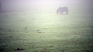 Weil sie ein Pony get&ouml;tet und zerst&uuml;ckelt hat, muss eine junge Frau aus Siegburg &uuml;ber zwei Jahre ins Gef&auml;ngnis.