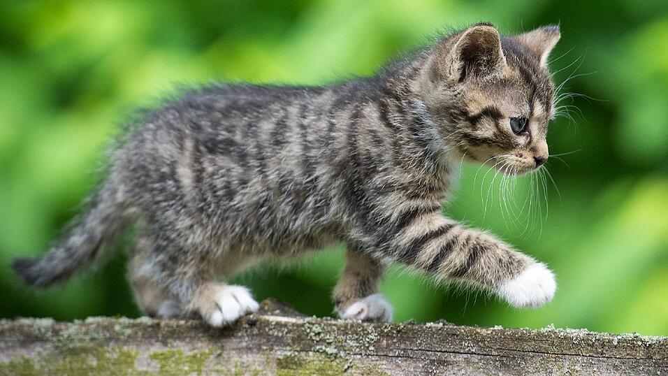 Die Katze ist laut Polizei etwa drei bis vier Wochen alt. (Symbolbild)