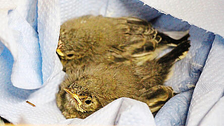 Diese Bachstelzen-Küken wollen gefüttert werden - und das oft. Dabei sind sie nicht die einzigen Jungtiere, für die ein hoher Fürsorgeaufwand in der Vogel- und Umweltstation Regenstauf anfällt. Ohne Ehrenamtliche wäre die Arbeit nicht zu stemmen.