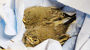 Diese Bachstelzen-Küken wollen gefüttert werden - und das oft. Dabei sind sie nicht die einzigen Jungtiere, für die ein hoher Fürsorgeaufwand in der Vogel- und Umweltstation Regenstauf anfällt. Ohne Ehrenamtliche wäre die Arbeit nicht zu stemmen.
