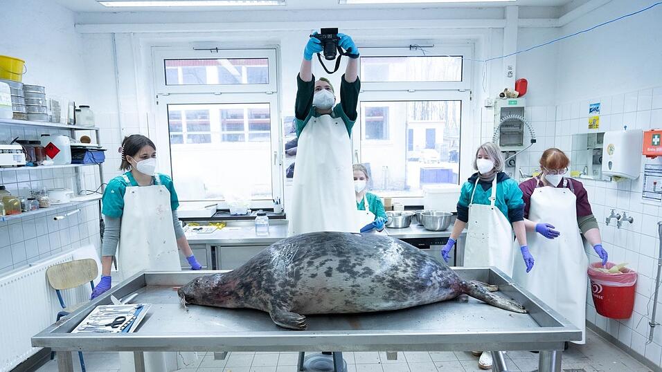 Das Robbensterben im vergangenen Herbst gibt weiter Rätsel auf. (Archivbild) Das Robbensterben im vergangenen Herbst gibt weiter Rätsel auf. (Archivbild)