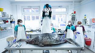 Das Robbensterben im vergangenen Herbst gibt weiter Rätsel auf. (Archivbild)