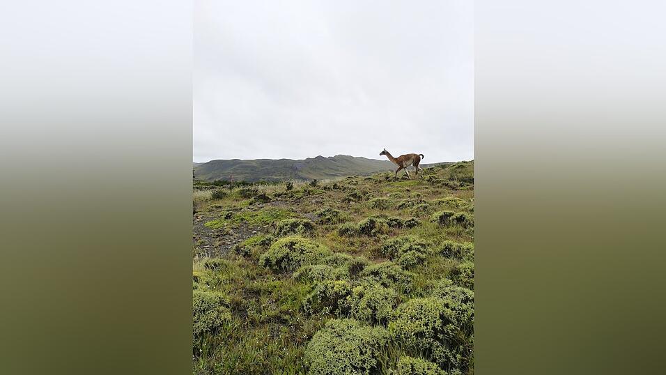 Die Wasserwerfer der Polizei werden in Chile umgangsprachlich so genannt wie diese Lama-Art: Guanako. Die Wasserwerfer der Polizei werden in Chile umgangsprachlich so genannt wie diese Lama-Art: Guanako.