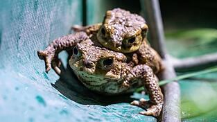 Wegen der Kälte sind die meisten Amphibien in diesem Jahr erst ab Ende März auf Wanderschaft gegangen. Wegen der Kälte sind die meisten Amphibien in diesem Jahr erst ab Ende März auf Wanderschaft gegangen.