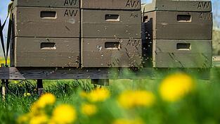 Jedes fünfte Bienenvolk hat den Winter laut einer Umfrage des Fachzentrums für Bienen und Imkerei in Deutschland nicht überlebt. Jedes fünfte Bienenvolk hat den Winter laut einer Umfrage des Fachzentrums für Bienen und Imkerei in Deutschland nicht überlebt.