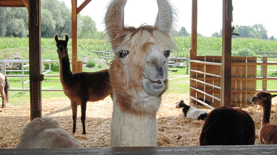 Hereinspaziert: Lamas und Alpakas beäugen jeden Besucher ebenso freundlich wie neugierig.