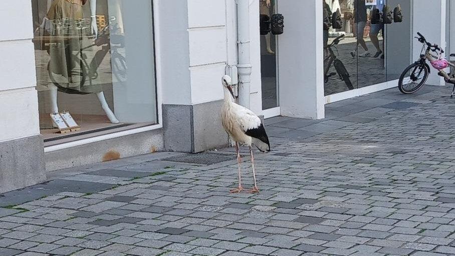 Der Storch irrte &uuml;ber mehrere Stunden &uuml;ber den Straubinger Stadtplatz.