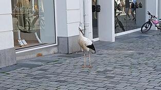 Der Storch irrte &uuml;ber mehrere Stunden &uuml;ber den Straubinger Stadtplatz.