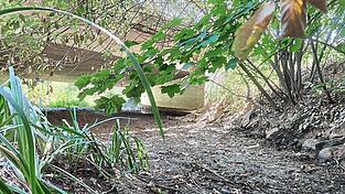 Der ausgetrocknete Rettenbach, hier am Mittwoch vergangener Woche unter der Br&uuml;cke an der Seyboldsdorfer Stra&szlig;e in Vilsbiburg.