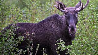 Elch Emil steht zwischen B&uuml;schen. Diese Aufnahme wurde im vergangenen September in &Ouml;sterreich gemacht. (Archivbild)