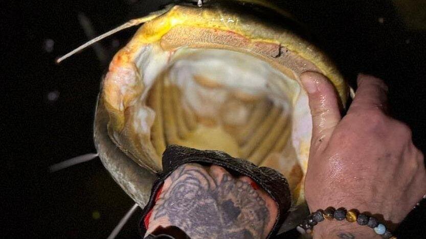 Felix Pilhartz zeigt das Maul eines in der Donau gefangenen Wallers. Scharfe Zähne – Fehlanzeige. Felix Pilhartz zeigt das Maul eines in der Donau gefangenen Wallers. Scharfe Zähne – Fehlanzeige.