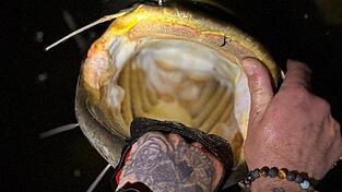 Felix Pilhartz zeigt das Maul eines in der Donau gefangenen Wallers. Scharfe Zähne – Fehlanzeige. Felix Pilhartz zeigt das Maul eines in der Donau gefangenen Wallers. Scharfe Zähne – Fehlanzeige.