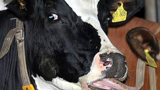 In schweren Fällen kann die Blauzungenkrankheit für die Tiere tödlich sein. (Archivbild)