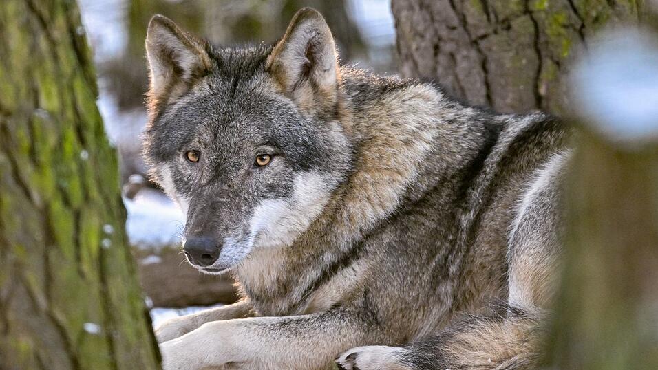 Der Hund stammt vom Wolf ab und begleitet den Menschen schon seit mehr als 15.000 Jahren. (Archivbild) Der Hund stammt vom Wolf ab und begleitet den Menschen schon seit mehr als 15.000 Jahren. (Archivbild)