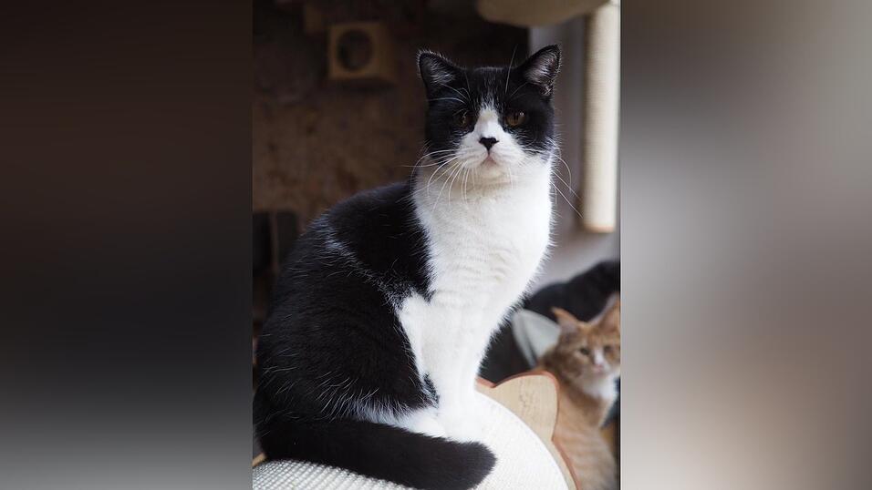 Auch an den sechs tierischen Bewohner des Regensburger Katzentempels geht Corona nicht spurlos vorbei. Die angeordnete Schließung der Gastronomie hat das Leben der Samtpfoten auf den Kopf gestellt. Wo sind bloß all die Spielkameraden hin? Auch an den sechs tierischen Bewohner des Regensburger Katzentempels geht Corona nicht spurlos vorbei. Die angeordnete Schließung der Gastronomie hat das Leben der Samtpfoten auf den Kopf gestellt. Wo sind bloß all die Spielkameraden hin?