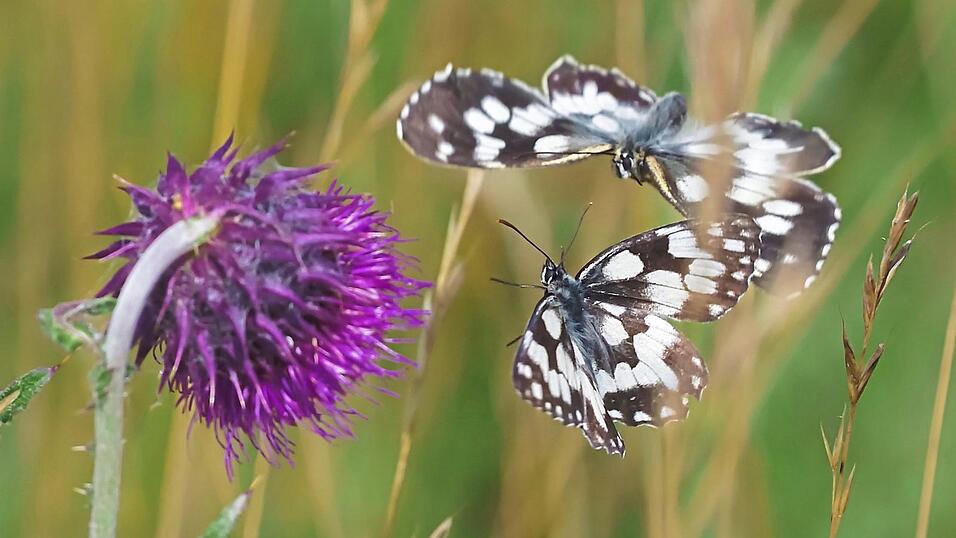 Schachbrettfalter balzen auff&auml;llig um Bl&uuml;ten.