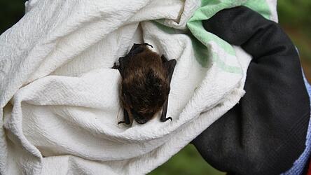 Die kleine Nordfledermaus wird vom LBV gepflegt, bis sie wieder fliegen kann. Die kleine Nordfledermaus wird vom LBV gepflegt, bis sie wieder fliegen kann.