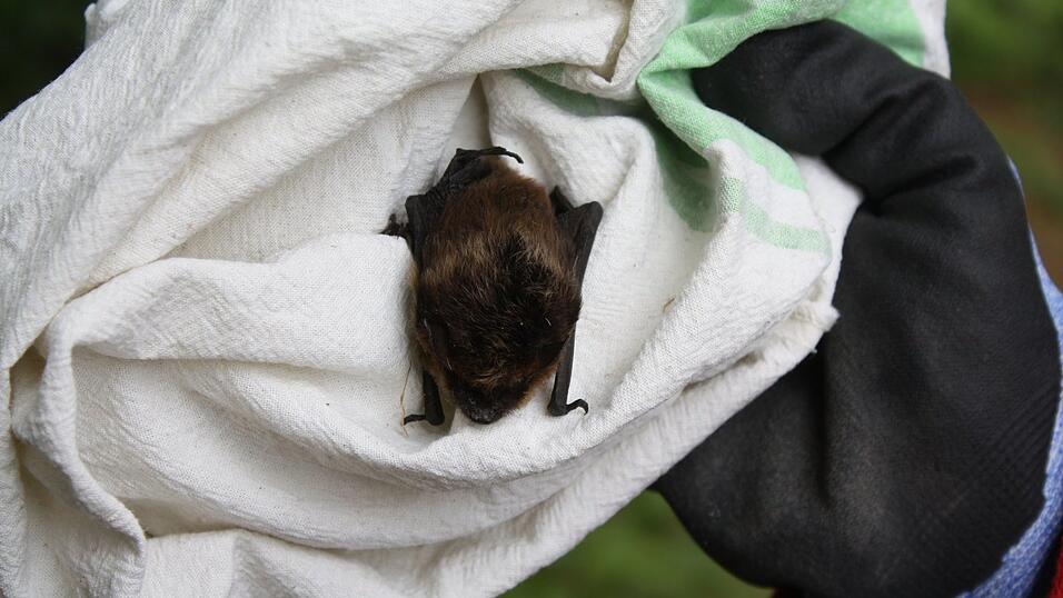 Die kleine Nordfledermaus wird vom LBV gepflegt, bis sie wieder fliegen kann.