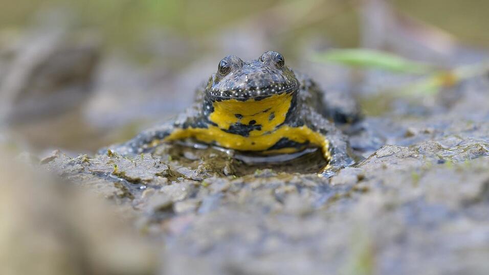 Die Gelbbauchunke braucht kleine, fischfreie Tümpel. Die Gelbbauchunke braucht kleine, fischfreie Tümpel.