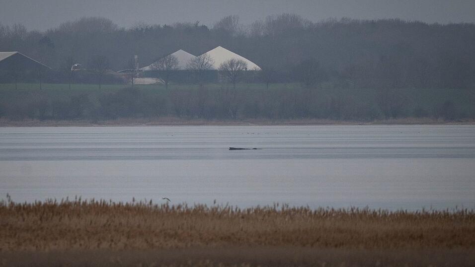 Greenpeace hofft, dass sich der Wal selbst befreien kann.