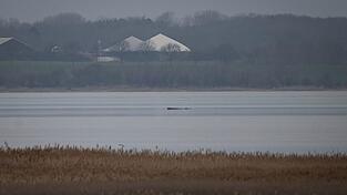 Greenpeace hofft, dass sich der Wal selbst befreien kann.