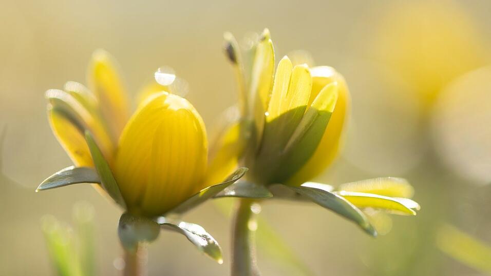 Manche Menschen reagieren stärker als andere auf Wetteränderungen. (Symbolbild) Manche Menschen reagieren stärker als andere auf Wetteränderungen. (Symbolbild)