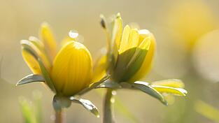 Manche Menschen reagieren stärker als andere auf Wetteränderungen. (Symbolbild) Manche Menschen reagieren stärker als andere auf Wetteränderungen. (Symbolbild)