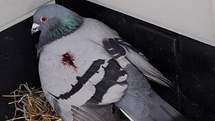 Auf den Bildern, die der Tierschutzverein nach dem Fund von Taube 'Flori' machte, ist eine blutende Wunde im Flügelbereich zu erkennen. Das Tier wurde eingeschläfert. Auf den Bildern, die der Tierschutzverein nach dem Fund von Taube 'Flori' machte, ist eine blutende Wunde im Flügelbereich zu erkennen. Das Tier wurde eingeschläfert.