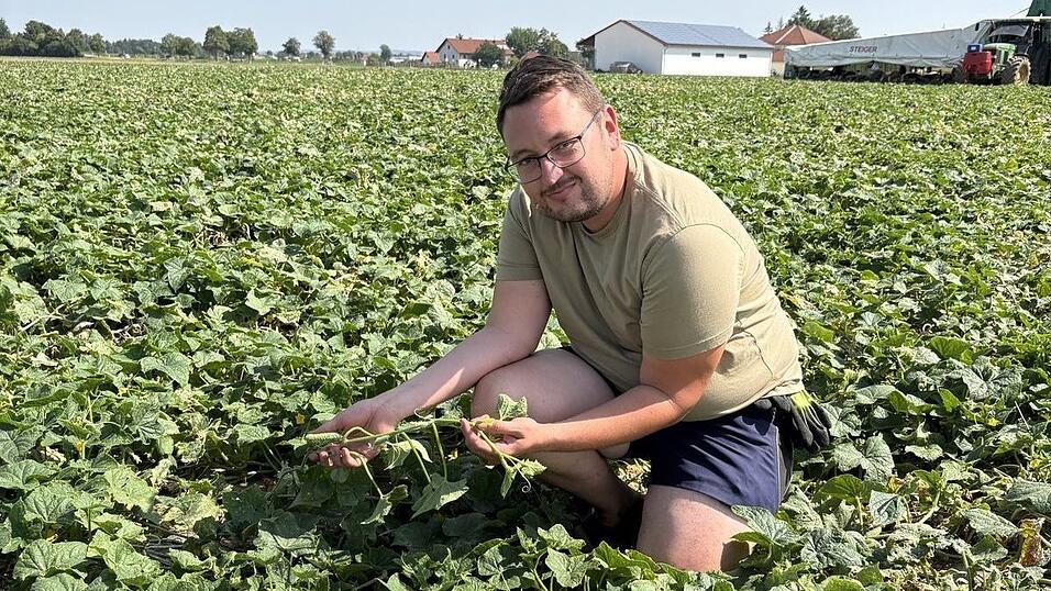 Andreas Sagstetter auf einem seiner Gurkenfelder. Ohne die niederbayerische Gurke kommt der Markt nicht aus, sagt der 30-Jährige aus Haidlfing. Die Gurken wachsen jeden Tag um etwa zwei Zentimeter. Andreas Sagstetter auf einem seiner Gurkenfelder. Ohne die niederbayerische Gurke kommt der Markt nicht aus, sagt der 30-Jährige aus Haidlfing. Die Gurken wachsen jeden Tag um etwa zwei Zentimeter.