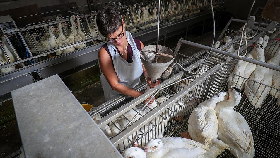 Eine Gans wird auf einem Hof für die Produktion des französischen Gerichts Foie Gras (Stopfleber) gefüttert. Eine Gans wird auf einem Hof für die Produktion des französischen Gerichts Foie Gras (Stopfleber) gefüttert.